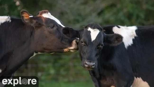 Пастбище приюта Farm Sanctuary в Уоткинс-Глен — веб-камера онлайн