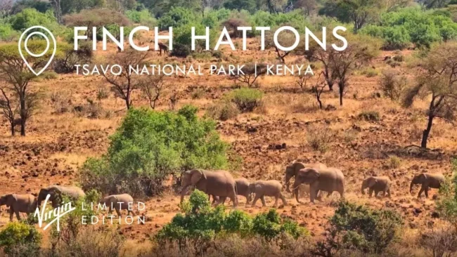 Веб-камера Finch Hattons в национальном парке Цаво — прямая трансляция из Кении
