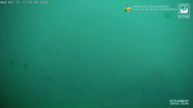 Подводная камера морского заповедника Берджеджи — веб-камера онлайн